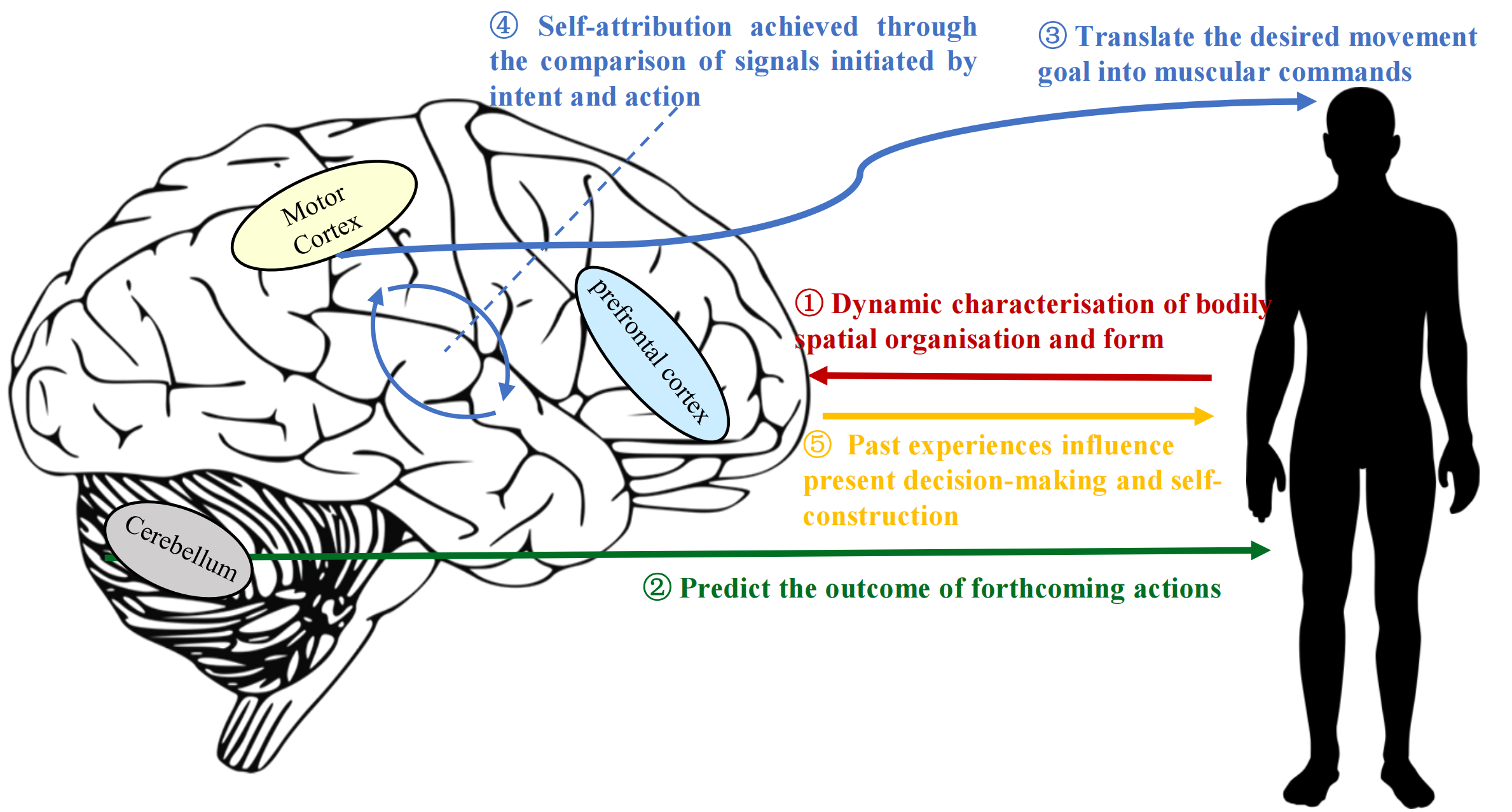 Human self mechanisms